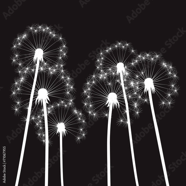 Obraz white vector dandelions and black background