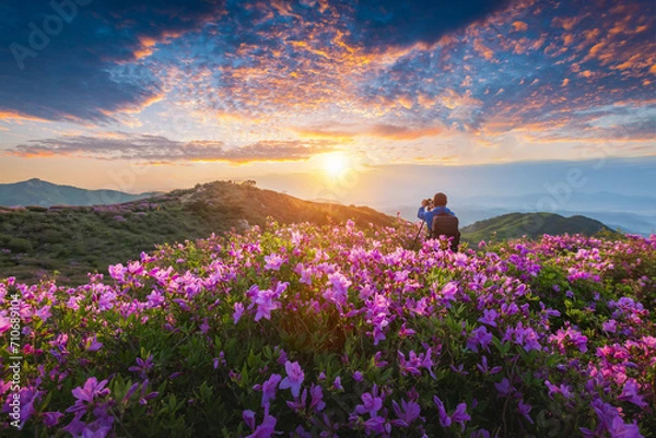 Obraz Morning and spring view of pink azalea flowers at Hwangmaesan Mountain with the background of sunlight and foggy mountain range near Hapcheon-gun, South Korea