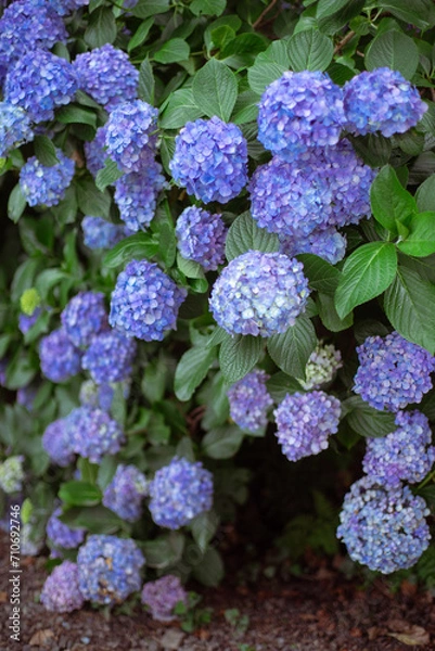 Fototapeta 青い紫陽花