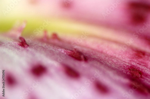 Fototapeta plante macro