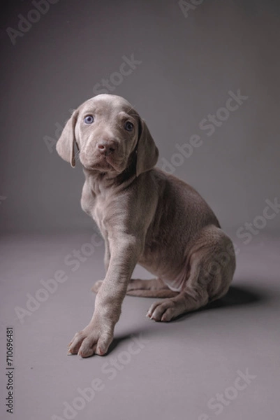Fototapeta Weimaraner Puppy
