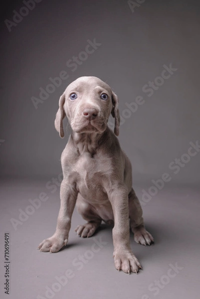 Fototapeta Weimaraner Puppy