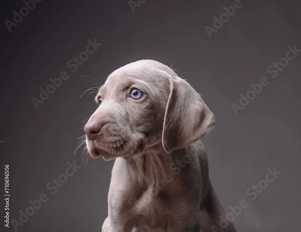Fototapeta Weimaraner Puppy