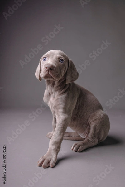 Fototapeta Weimaraner Puppy