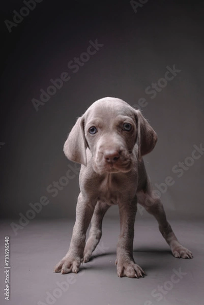 Fototapeta Weimaraner Puppy