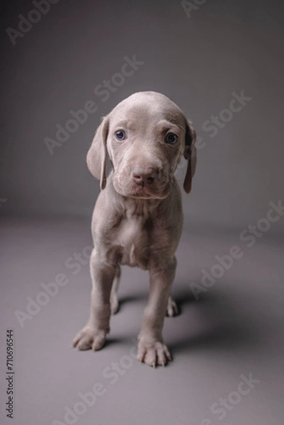 Fototapeta Weimaraner Puppy