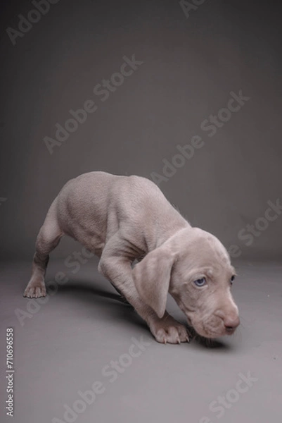 Fototapeta Weimaraner Puppy