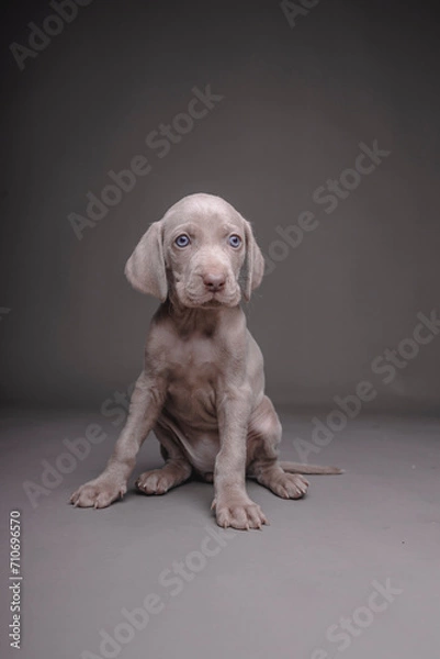 Fototapeta Weimaraner Puppy