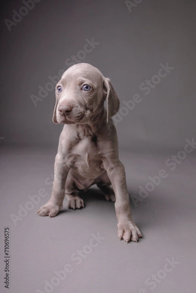 Fototapeta Weimaraner Puppy