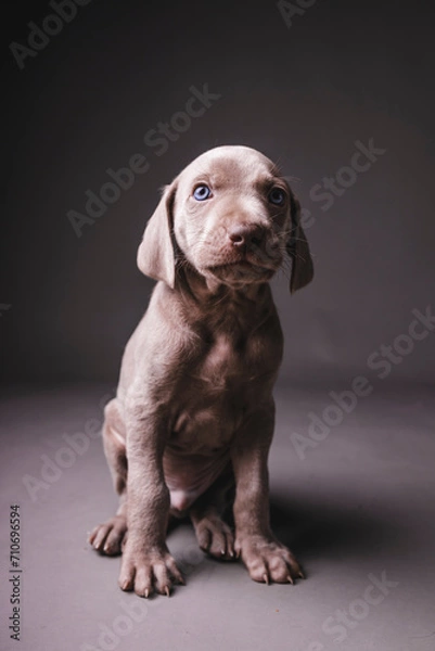 Fototapeta Weimaraner Puppy