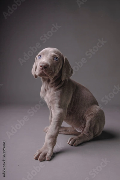 Fototapeta Weimaraner Puppy