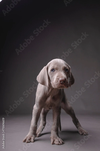 Fototapeta Weimaraner Puppy