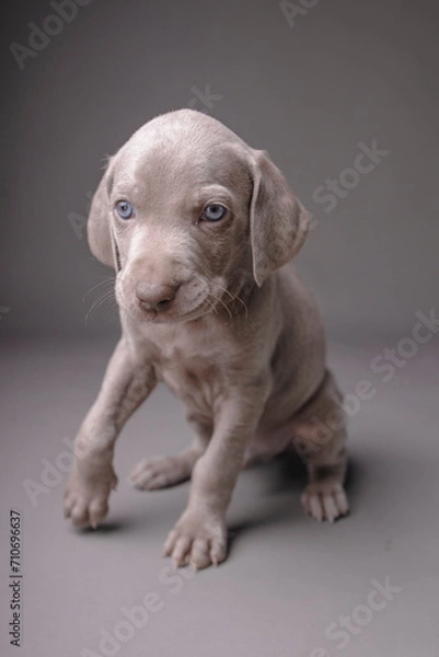 Fototapeta Weimaraner Puppy