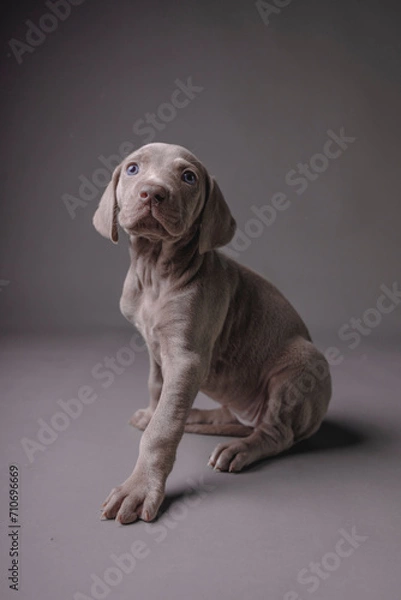 Fototapeta Weimaraner Puppy