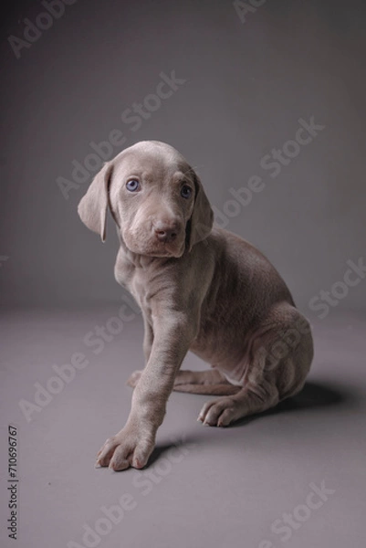 Fototapeta Weimaraner Puppy