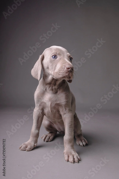 Fototapeta Weimaraner Puppy