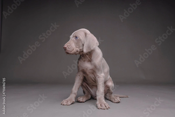 Fototapeta Weimaraner Puppy
