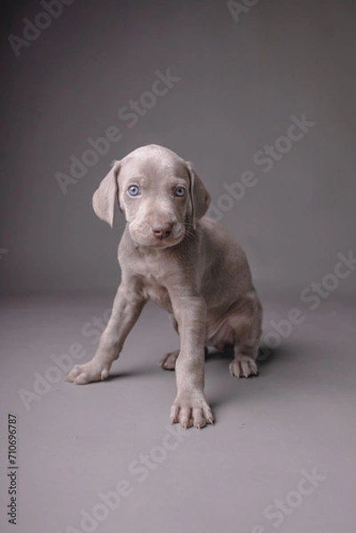 Fototapeta Weimaraner Puppy
