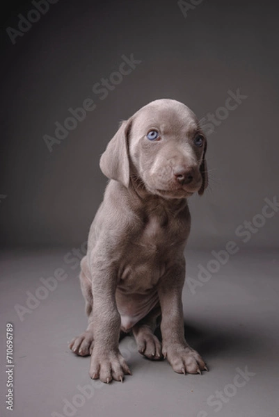 Fototapeta Weimaraner puppy