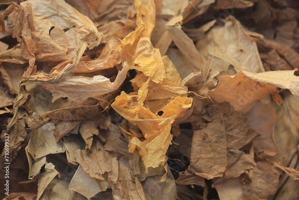 Obraz Dry leaves, nature, create beauty