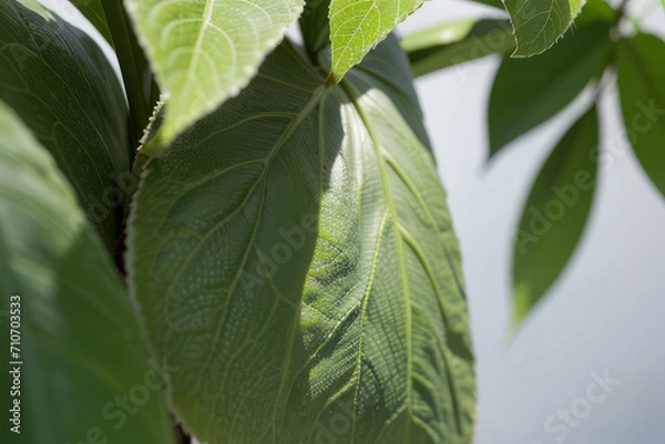 Fototapeta a close up of a leaf on a tree, dark green,generative ai