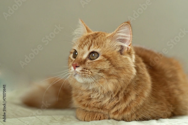 Obraz Yellow cat looking up