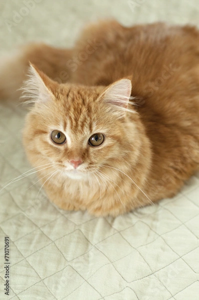 Obraz Yellow cat looking up