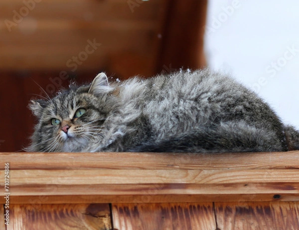 Fototapeta fluffy green-eyed cat with snowflakes on its fur