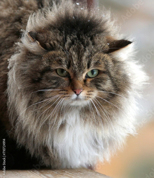 Fototapeta portrait of a fluffy green-eyed cat