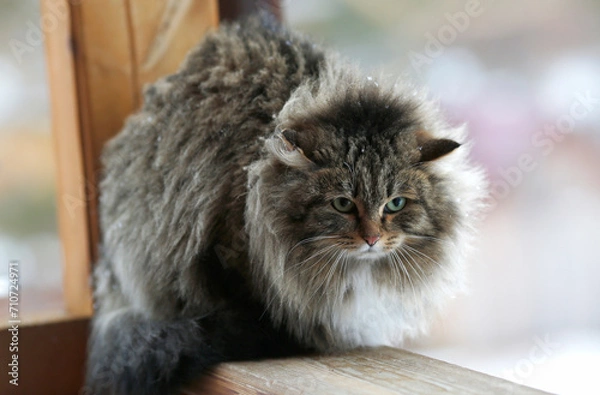 Fototapeta disheveled fluffy cat sitting on the railing with green eyes