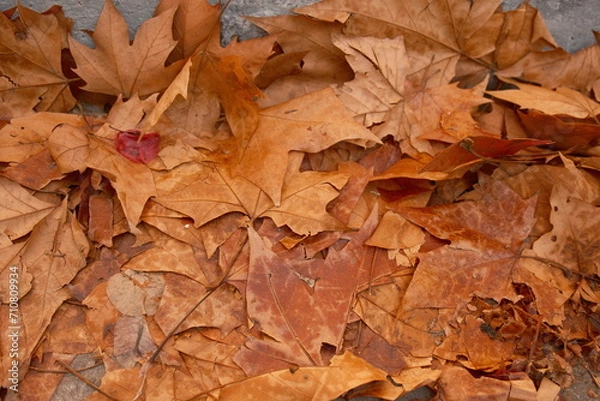 Obraz Maple leaf fallen, autumn nature