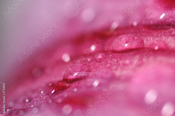 Fototapeta plante macro