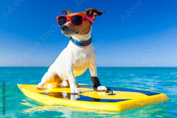 Obraz surfer dog