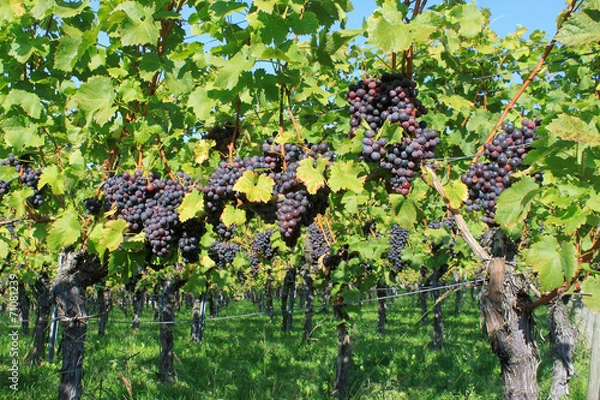 Obraz weintrauben