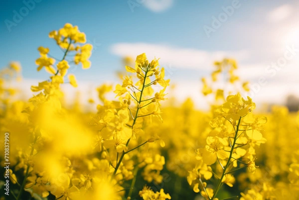 Fototapeta Close-up of a rapeseed field. Rapeseed oil advertisement