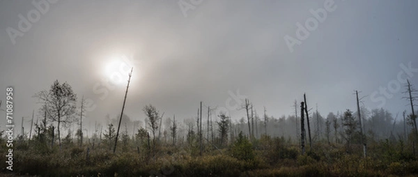 Fototapeta Misty marsh with dry trees