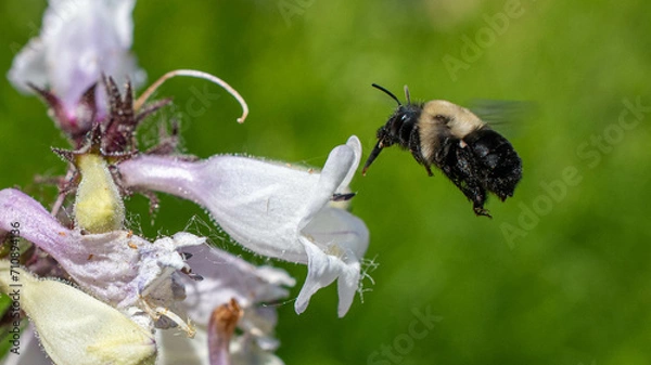 Obraz Abrupt Digger Bee