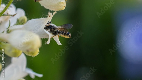 Obraz Leaf Cutter Bee