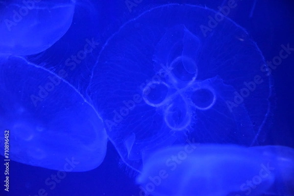 Obraz Completely round jellyfish in aquarium lit by blue light 