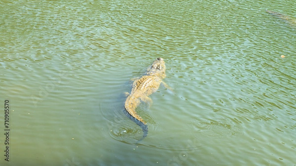 Obraz  crocodile swimming in a river, top-down view, in Asia