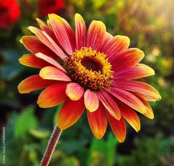 Fototapeta orange gerbera flower