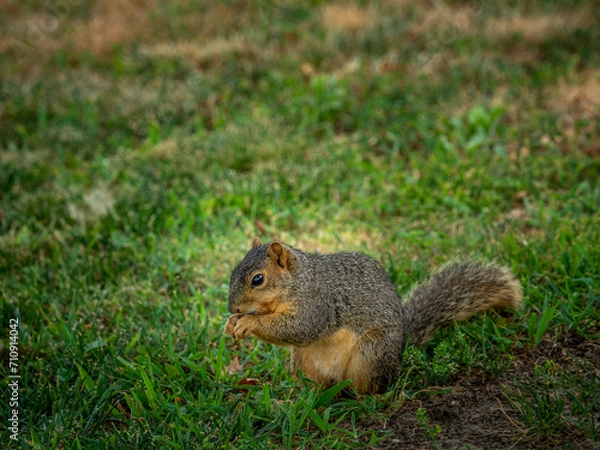 Fototapeta squirrel eating
