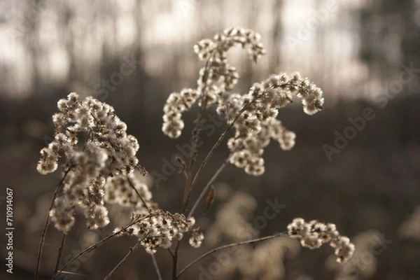 Obraz Wrażenie jesienne