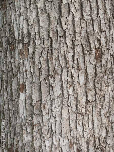 Fototapeta 樹木の幹