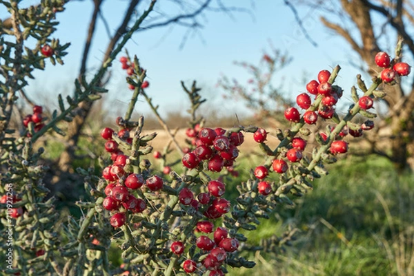 Obraz Texas Christmas Cactus. West Texas Pencil Cholla Cactus, Cylindropuntia leptocaulis with bright red rip fruits