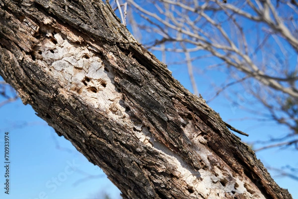 Obraz Blonding on a dead ash tree due to woodpecker damage after emerald ash borer infestation