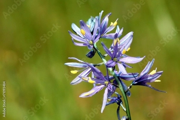 Obraz Purple Camas Closeup