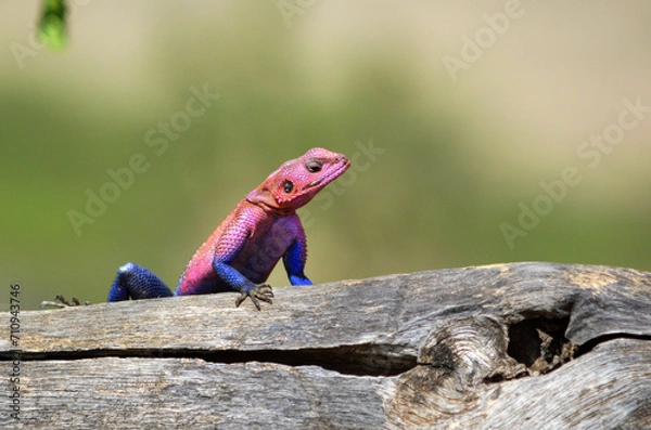 Fototapeta Mwanza Agama Lizard