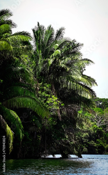 Obraz Palmtree in Panama