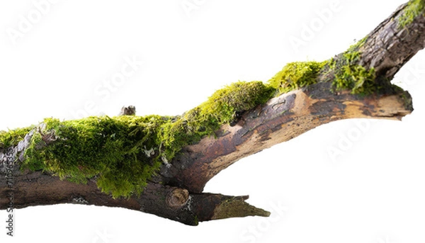 Fototapeta Green moss on tree branch isolated on transparent background.